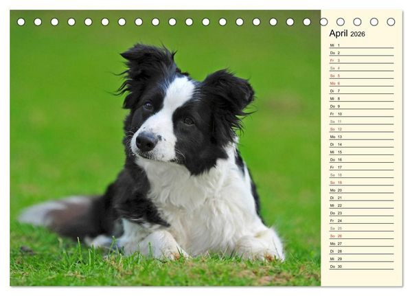 Produktbild: Border Collie 2026 (Tischkalender 2026 DIN A5 quer), CALVENDO Monatskalender