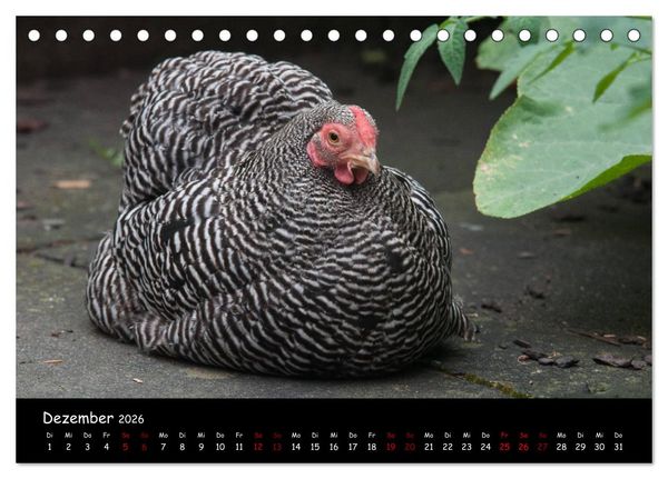 Produktbild: Neues von den Gartenh&uuml;hnern (Tischkalender 2026 DIN A5 quer), CALVENDO Monatskalender