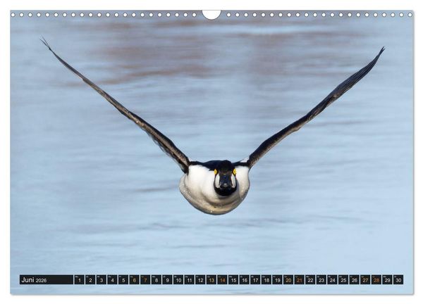 Produktbild: Die grandiose Tierwelt von Finnland (Wandkalender 2026 DIN A3 quer), CALVENDO Monatskalender