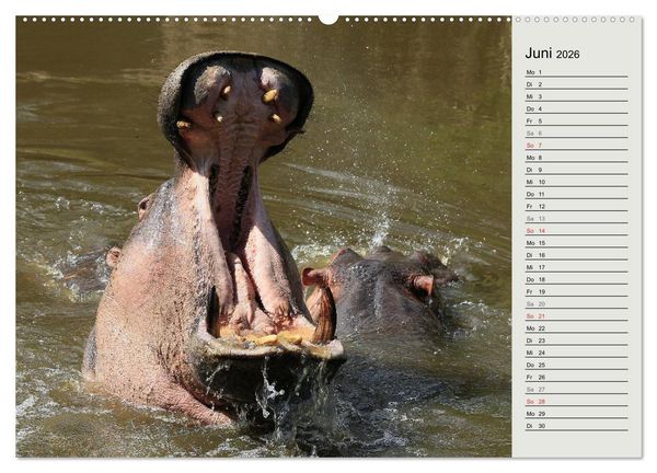 Produktbild: Hippos - Begegnungen in Afrika (hochwertiger Premium Wandkalender 2026 DIN A2 quer), Kunstdruck in Hochglanz
