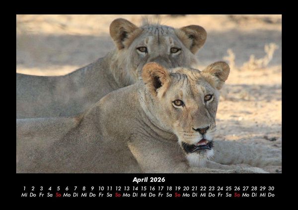 Produktbild: L&ouml;wen in der Wildnis 2026 Fotokalender DIN A3