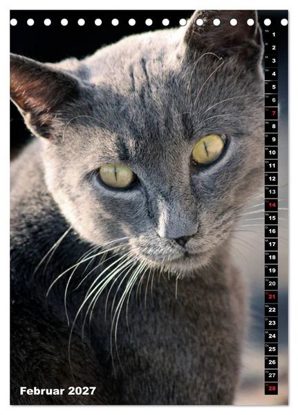 Produktbild: Istanbuls Katzen (Tischkalender 2027 DIN A5 hoch), CALVENDO Monatskalender