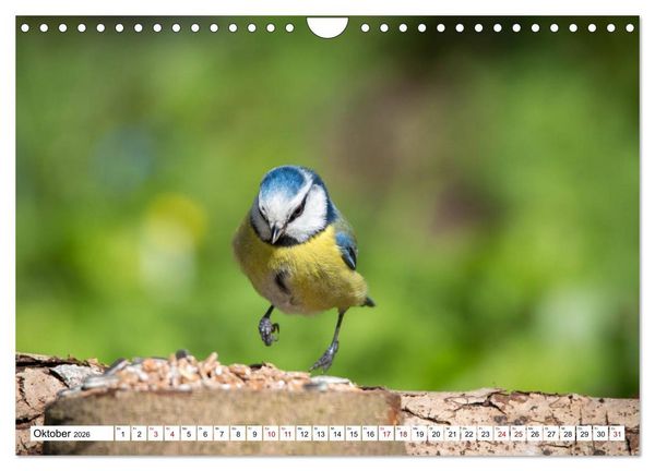 Produktbild: Sch&ouml;nheiten im Federkleid - Heimische Wildv&ouml;gel im Portrait (Wandkalender 2026 DIN A4 quer), CALVENDO Monatskalender