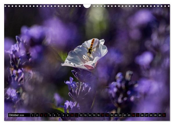 Produktbild: Provence im Rausch der Farben (Wandkalender 2026 DIN A3 quer), CALVENDO Monatskalender