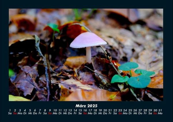 Produktbild: Pilzkalender 2025 Fotokalender DIN A4