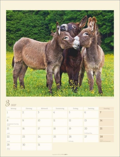 Produktbild: Esel Kalender 2027