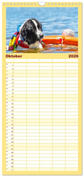 Produktbild: Familienplaner 2026 - Landseer - Ein starker Freund auf 4 Pfoten mit 5 Spalten (Wandkalender, 21 x 45 cm) CALVENDO