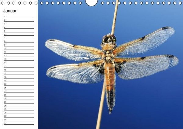 Produktbild: Libellen Geburtstagskalender (Wandkalender immerw&auml;hrend DIN A4 quer)