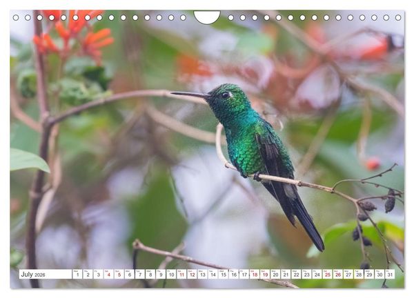 Produktbild: Birds of Cuba Island (Wall Calendar 2026 DIN A4 landscape), CALVENDO 12 Month Wall Calendar