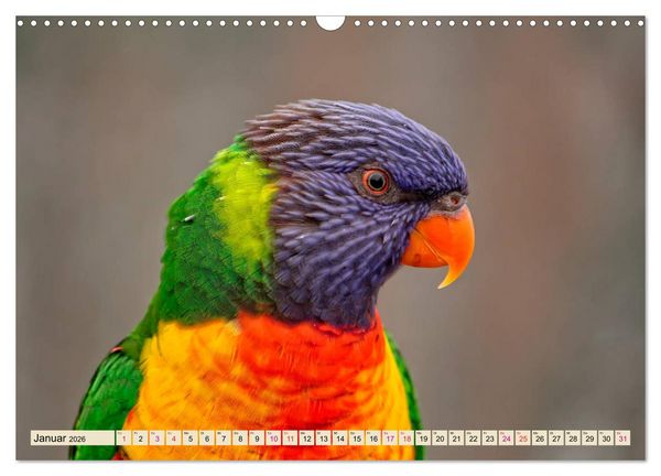 Produktbild: Wundersch&ouml;ne Papageien - Lori (Wandkalender 2026 DIN A3 quer), CALVENDO Monatskalender