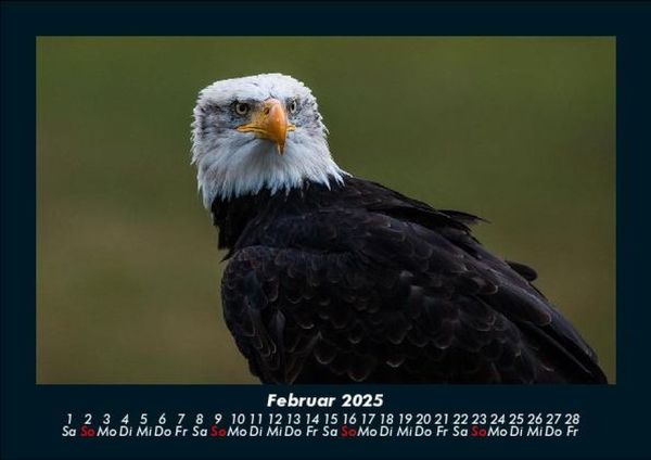 Produktbild: Adler 2025 Fotokalender DIN A5