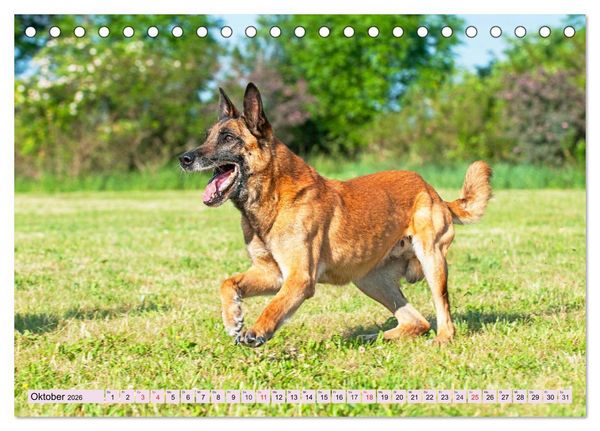 Produktbild: Freund und Besch&uuml;tzer - Der Malinois (Tischkalender 2026 DIN A5 quer), CALVENDO Monatskalender