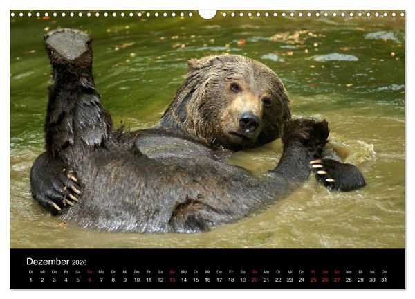 Produktbild: B&auml;ren im Nationalpark Bayerischer Wald (Wandkalender 2026 DIN A3 quer), CALVENDO Monatskalender