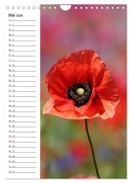 Produktbild: Mohn, zarte Bl&uuml;ten, starke Farben, der Geburtstagskalender (Wandkalender 2026 DIN A4 hoch), CALVENDO Monatskalender