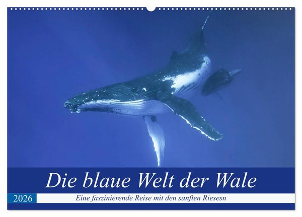Produktbild: Die blaue Welt der Wale (Wandkalender 2026 DIN A2 quer), CALVENDO Monatskalender