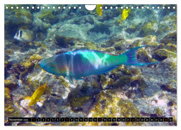 Produktbild: Fische und Meerestiere (Wandkalender 2026 DIN A4 quer), CALVENDO Monatskalender