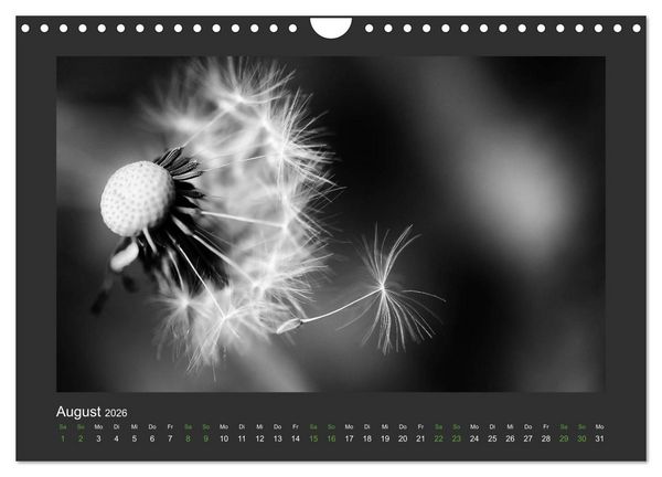 Produktbild: Pflanzen in Schwarz und Wei&szlig; (Wandkalender 2026 DIN A4 quer), CALVENDO Monatskalender