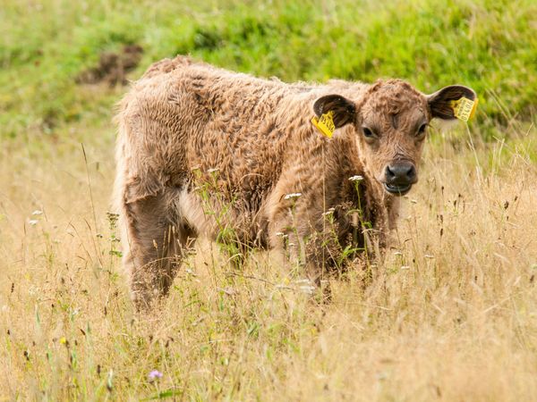 Produktbild: CALVENDO Puzzle Bezauberndes Galloway Kalb | 1000 Teile Lege-Gr&ouml;&szlig;e 64x48cm Foto-Puzzle f&uuml;r gl&uuml;ckliche Stunden