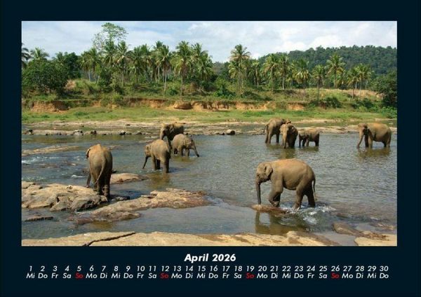 Produktbild: Welt der Tiere 2026 Fotokalender DIN A4