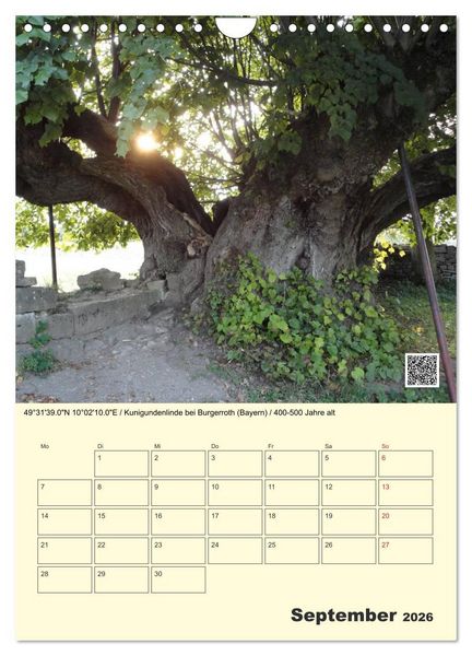Produktbild: Uralt - Mit QR-Code und GPS zu alten B&auml;umen (Wandkalender 2026 DIN A4 hoch), CALVENDO Monatskalender