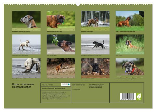 Produktbild: Boxer - charmante Herzensbrecher (hochwertiger Premium Wandkalender 2026 DIN A2 quer), Kunstdruck in Hochglanz