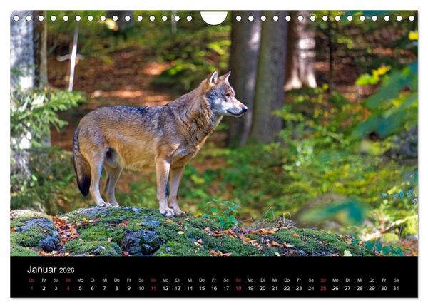 Produktbild: Herbst im Nationalpark Bayerischer Wald (Wandkalender 2026 DIN A4 quer), CALVENDO Monatskalender