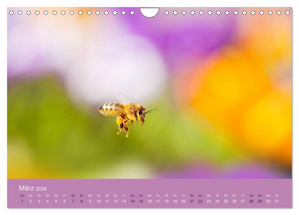 Produktbild: Farbwechsel - Die Farben der vier Jahreszeiten (Wandkalender 2026 DIN A4 quer), CALVENDO Monatskalender