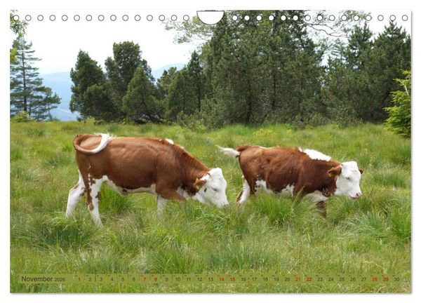 Produktbild: Schwarzwald-K&uuml;he - Die Hinterw&auml;lder (Wandkalender 2026 DIN A4 quer), CALVENDO Monatskalender