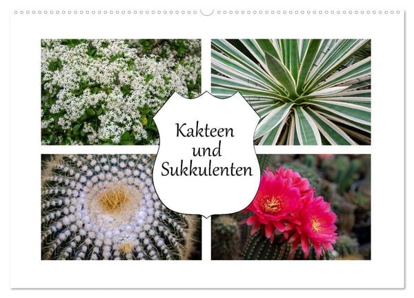 Kakteen und Sukkulenten (Wandkalender 2026 DIN A2 quer), CALVENDO Monatskalender