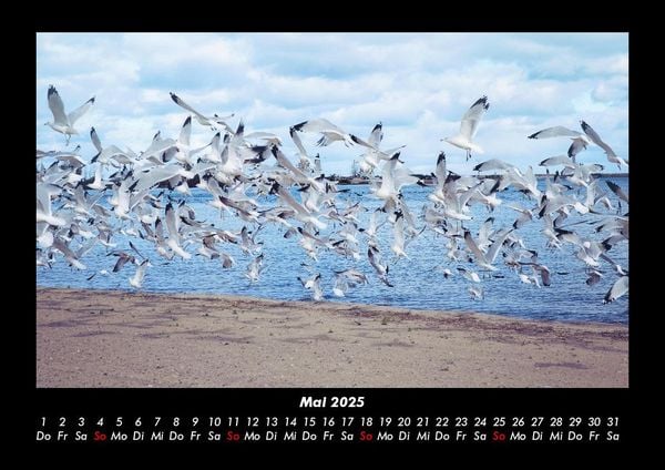 Produktbild: M&ouml;wen 2025 Fotokalender DIN A3