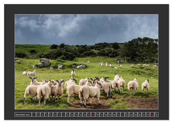 Produktbild: IRLAND - Insel der gl&uuml;cklichen Schafe (Tischkalender 2026 DIN A5 quer), CALVENDO Monatskalender