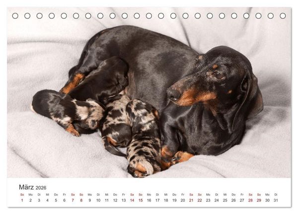 Produktbild: Dackelblicke - Lassen Herzen erw&auml;rmen. (Tischkalender 2026 DIN A5 quer), CALVENDO Monatskalender