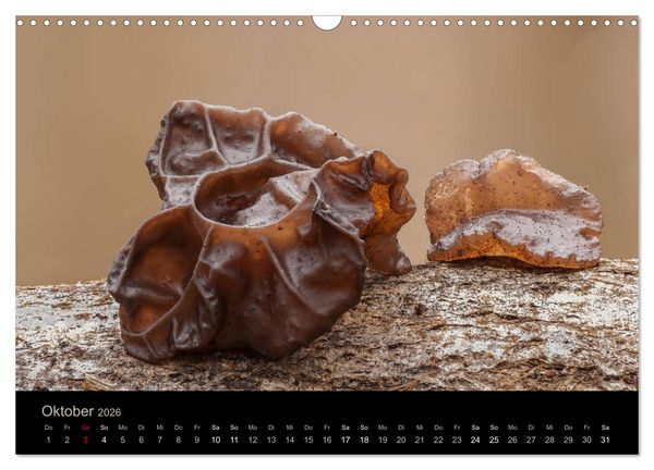 Produktbild: PILZE IM FOKUS 2026 (Wandkalender 2026 DIN A3 quer), CALVENDO Monatskalender