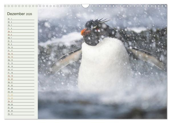 Produktbild: Unter Pinguinen (Wandkalender 2026 DIN A3 quer), CALVENDO Monatskalender