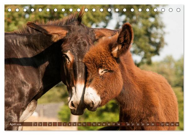 Produktbild: Liebenswerte Langohren - Die Sch&ouml;nheit der Esel (Tischkalender 2026 DIN A5 quer), CALVENDO Monatskalender