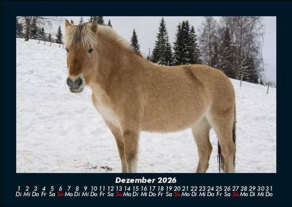 Produktbild: Pferdegefl&uuml;ster 2026 Fotokalender DIN A5