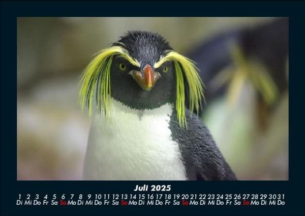 Produktbild: Pinguine & Eisb&auml;ren 2025 Fotokalender DIN A5