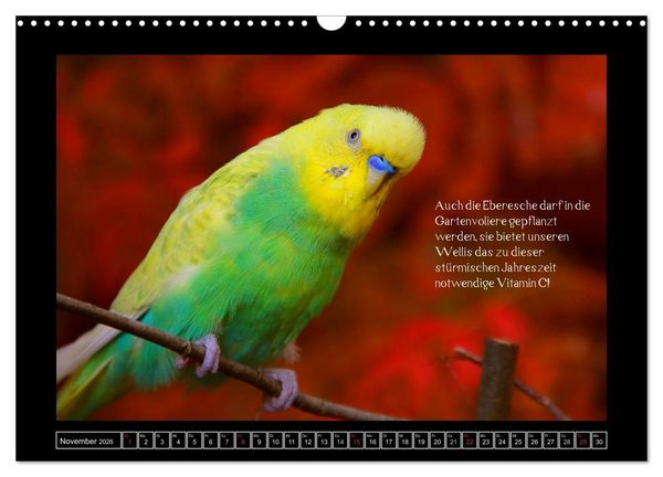 Produktbild: Wellensittichkalender mit Tipps zur artgerechten Ern&auml;hrung (Wandkalender 2026 DIN A3 quer), CALVENDO Monatskalender