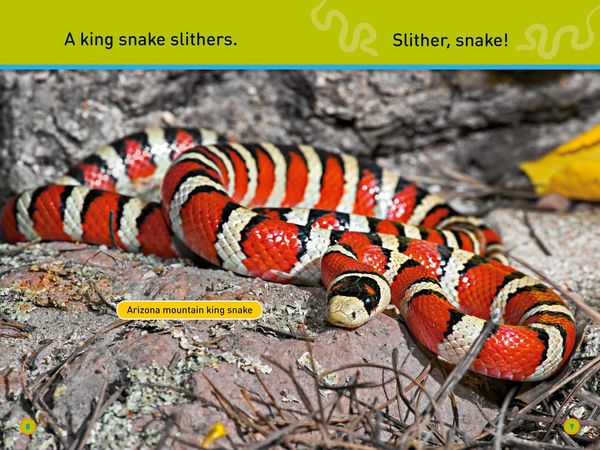 Produktbild: Nat Geo Reader - Slither Snake