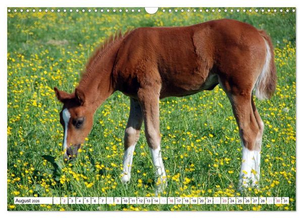 Produktbild: Nachwuchs in der Tierwelt (Wandkalender 2026 DIN A3 quer), CALVENDO Monatskalender