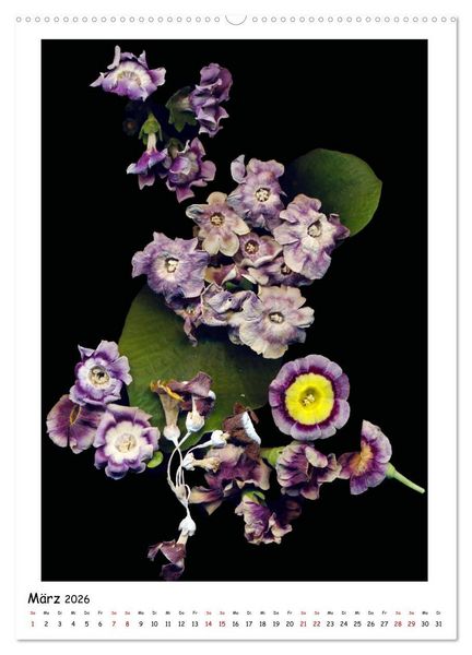 Produktbild: Bl&uuml;ten, toxisch aber wundersch&ouml;n (hochwertiger Premium Wandkalender 2026 DIN A2 hoch), Kunstdruck in Hochglanz