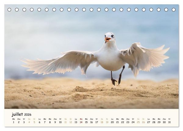 Produktbild: Chuchotements d'ailes - Une ann&eacute;e dans l'intimit&eacute; des oiseaux (Calendrier de bureau 2026 DIN A5 vertical), CALVENDO calendrier mensuel