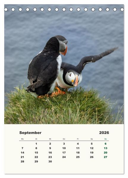Produktbild: Papageientaucher in Island (Tischkalender 2026 DIN A5 hoch), CALVENDO Monatskalender