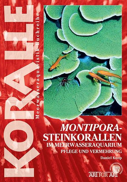 Produktbild: Montipora-Steinkorallen im Meerwasseraquarium