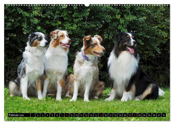Produktbild: Bekannt wie ein bunter Hund. Australian Shepherd (Wandkalender 2026 DIN A2 quer), CALVENDO Monatskalender