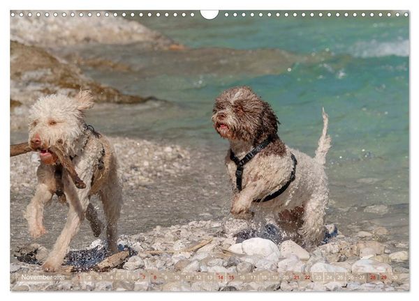 Produktbild: Lagotto Romagnolo - Wasserspiele (Wandkalender 2026 DIN A3 quer), CALVENDO Monatskalender