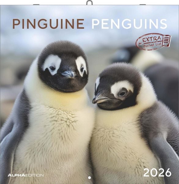 Pinguine 2026 - Broschürenkalender 30x30 cm (30x60 geöffnet) - Kalender mit Platz für Notizen - Penguins - Bildkalender - Wandplaner - Wandkalender