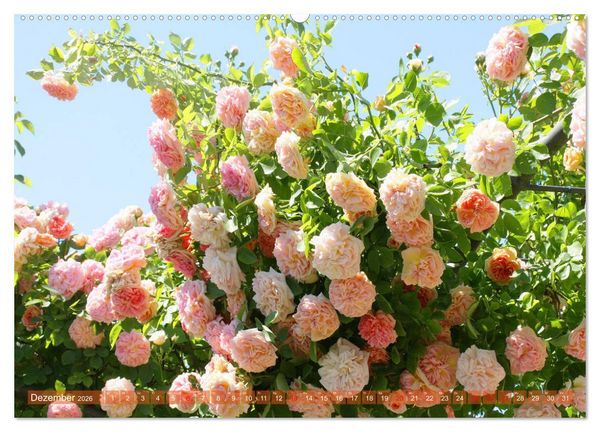 Produktbild: Romantische Rosentr&auml;ume (hochwertiger Premium Wandkalender 2026 DIN A2 quer), Kunstdruck in Hochglanz