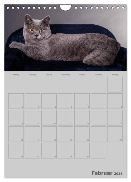 Produktbild: Britisch Kurzhaar Katzen - Planer (Wandkalender 2026 DIN A4 hoch), CALVENDO Monatskalender