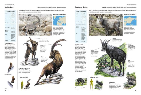 Produktbild: Encyclopedia of Animals